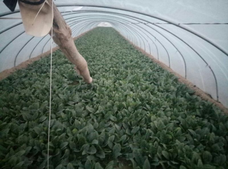 菠菜25~30厘米