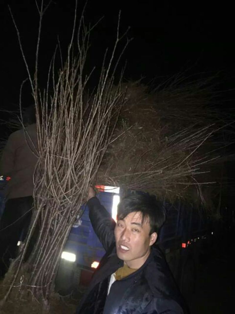 苹果树2cm以下2~4cm4~6cm4cm以下4~