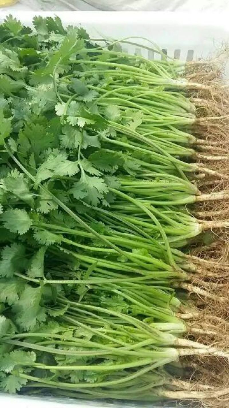 大叶香菜15~20厘米以上