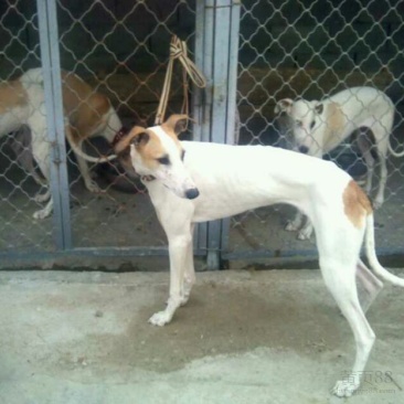 格力犬全活猎兔犬，惠比特，格惠，逮兔狗，全国包邮