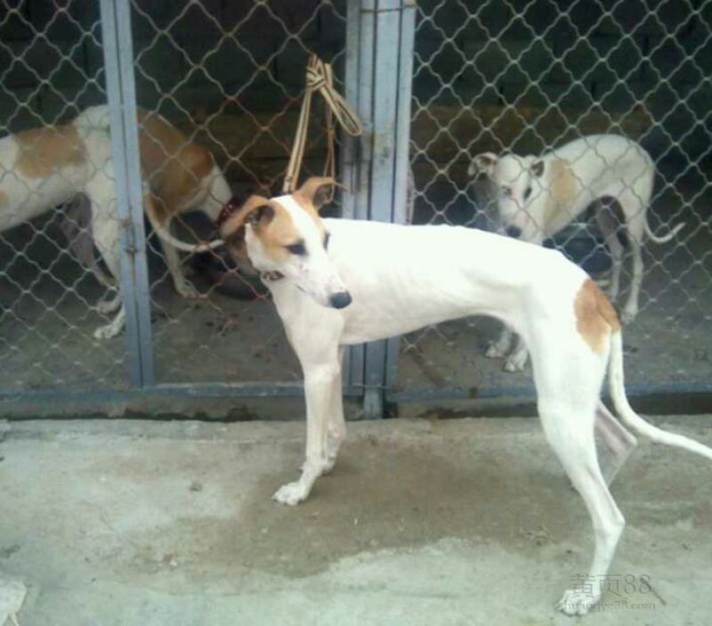 格力犬全活猎兔犬，惠比特，格惠，逮兔狗，全国包邮