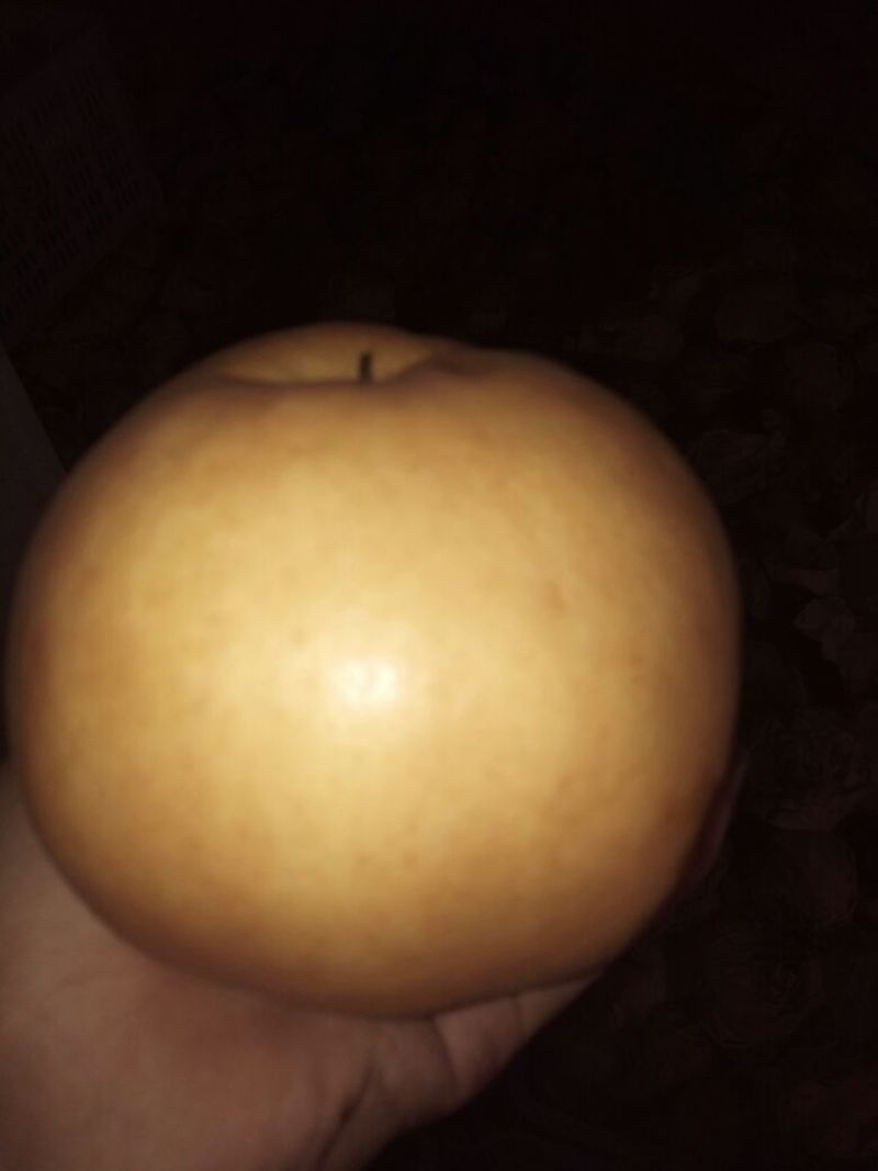 晚秋黄梨550~600g纸袋