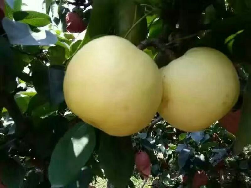 黄金梨550~600g纸箱