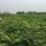 红油香椿苗