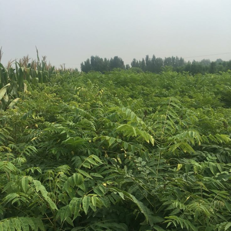 红油香椿苗