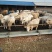 优质夏洛莱大小公母肉牛犊，合作社售肉牛犊