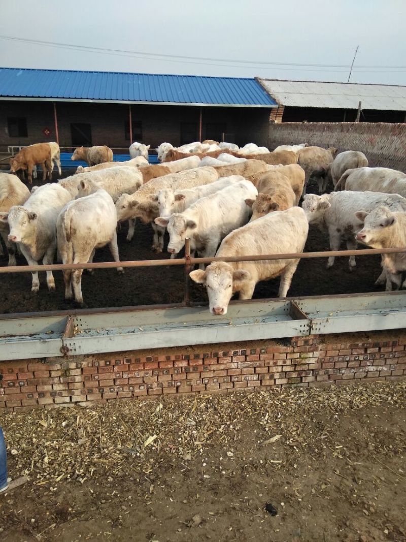 优质夏洛莱大小公母肉牛犊，合作社售肉牛犊