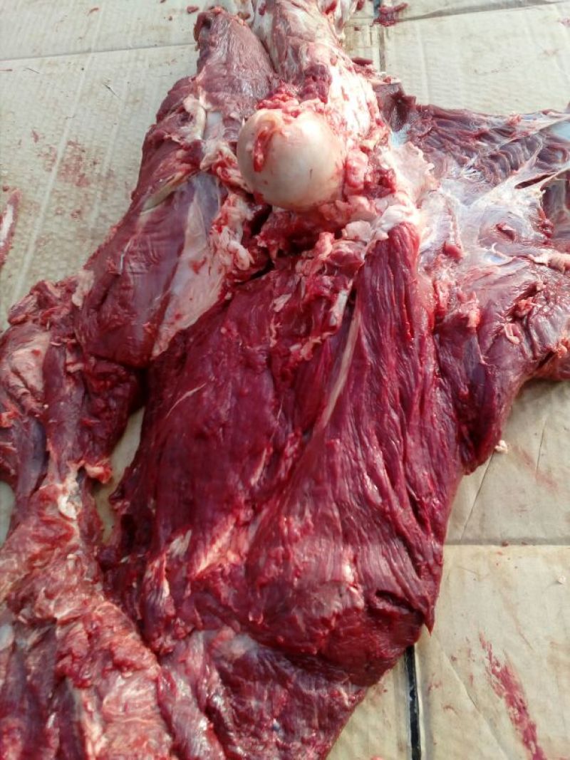 驴肉鲜货