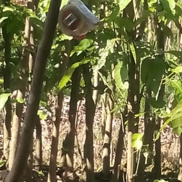芒果树