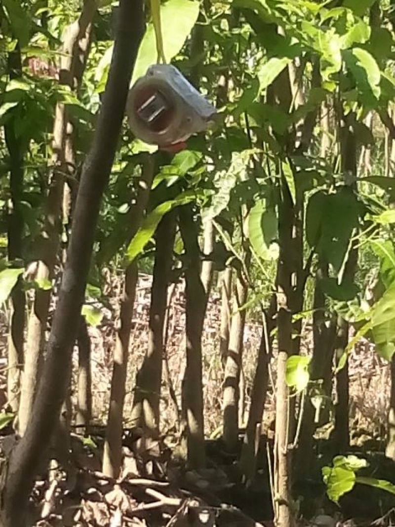 芒果树