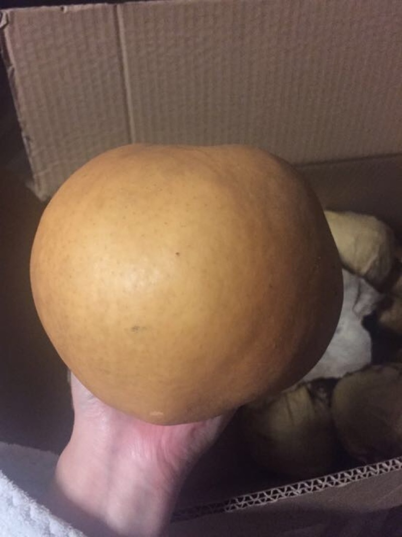 晚秋黄梨