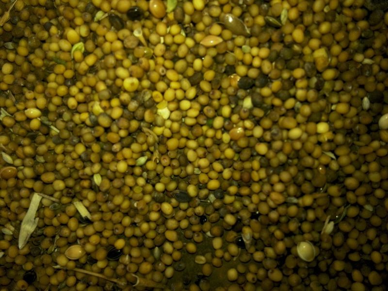 油菜籽1