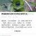 皇菊茶