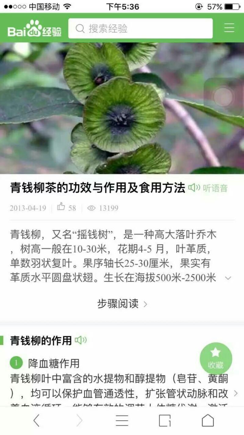 皇菊茶