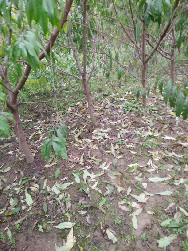 桃树苗70~80cm苗木品种齐全量大价优欢迎咨询