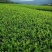 观音茶