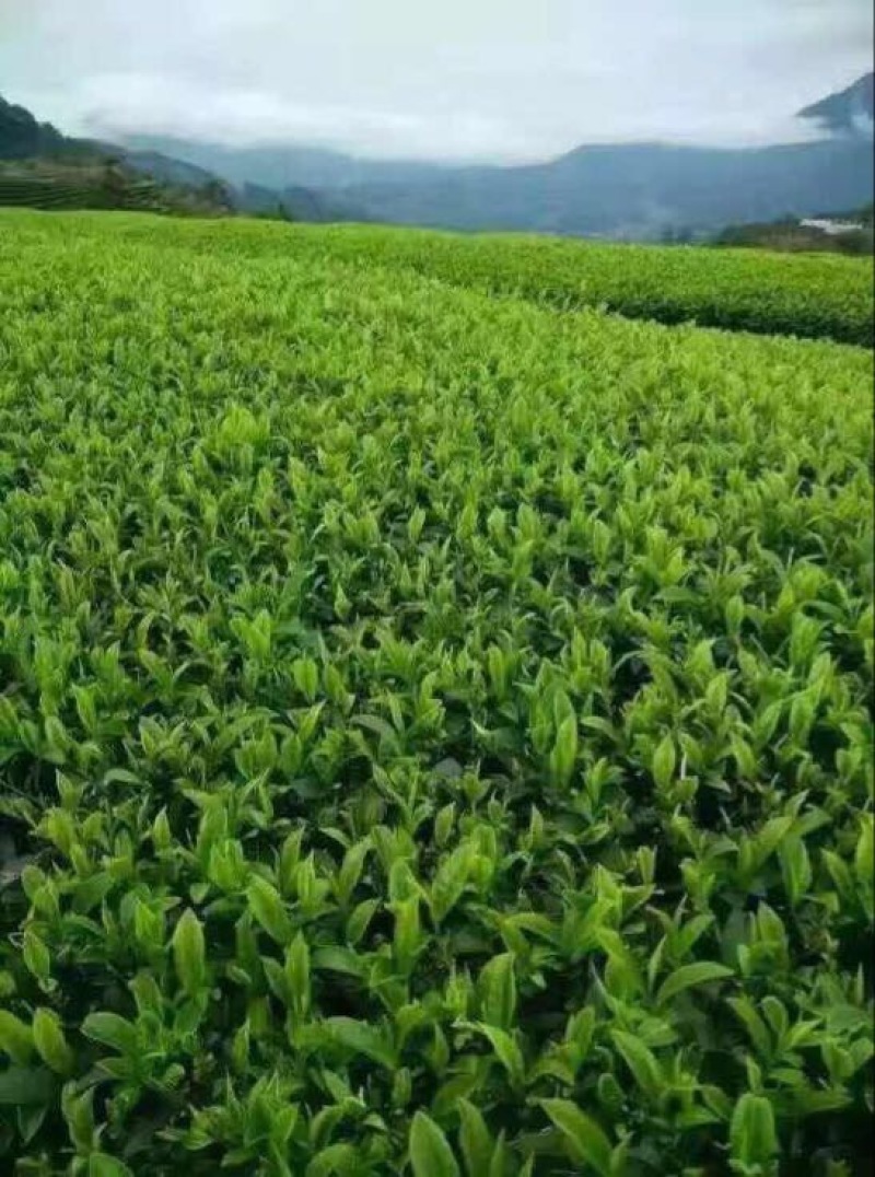 观音茶