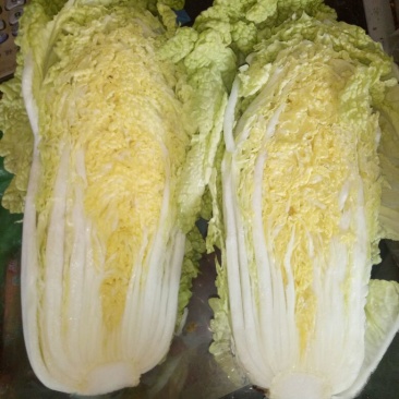 娃娃菜7~9两以上要的速度联系，诚信为主