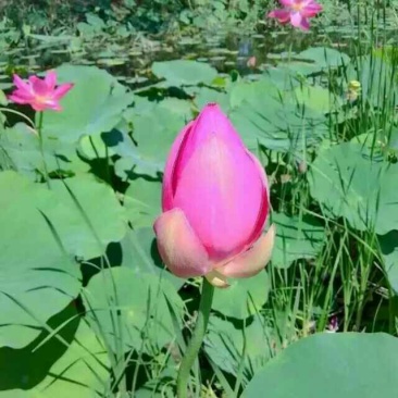 荷花耐寒品种！花色鲜艳，花期更长。