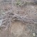 葡萄树1.1~1.5m各种规格齐全淘汰葡萄树苗大量