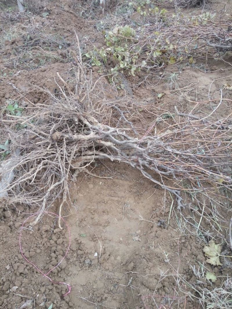 葡萄树1.1~1.5m各种规格齐全淘汰葡萄树苗大量