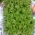 蔬菜基地常年种植专业精品，质量严格
