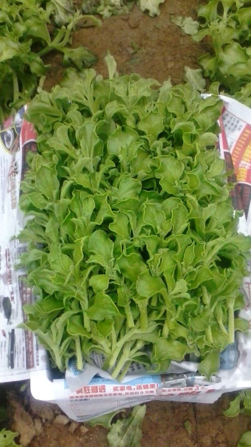 蔬菜基地常年种植专业精品，质量严格