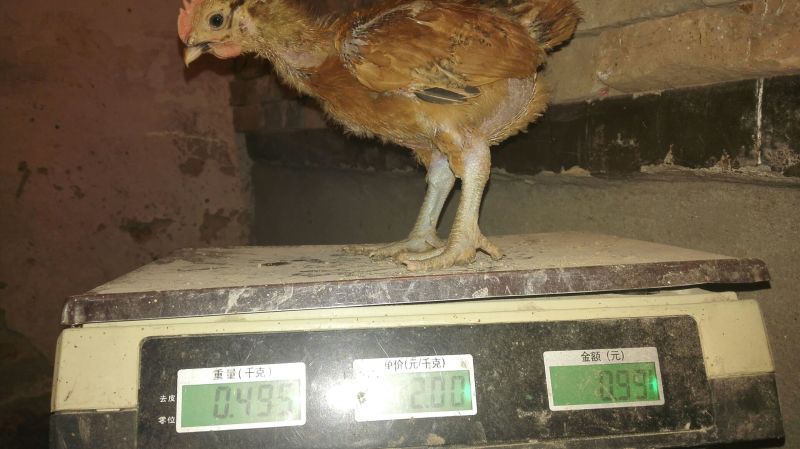 麻鸡苗1斤以上