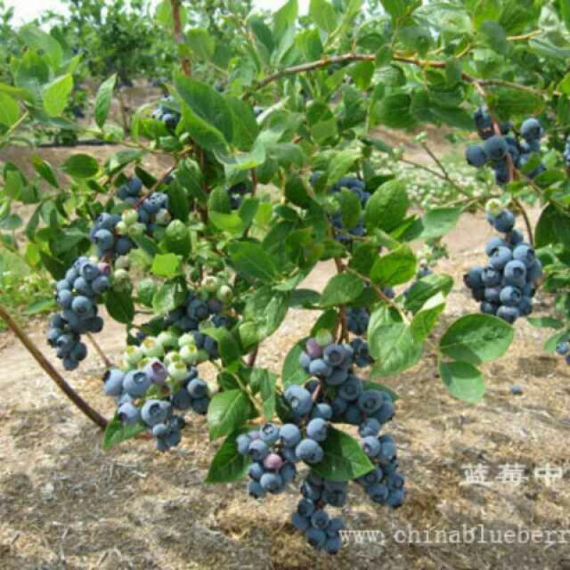 蓝丰蓝莓鲜果8~10mm以上