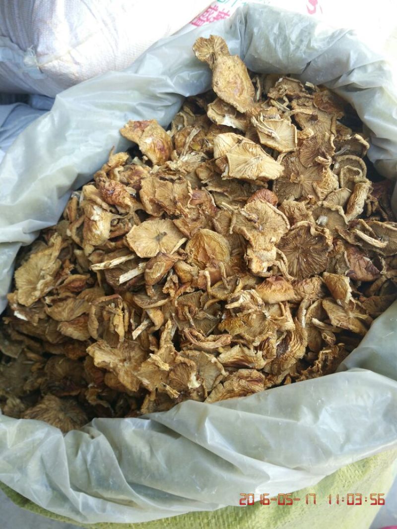 正宗东北特产精品滑子菇
