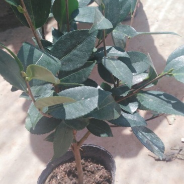 茶花30~50cm