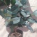 茶花30~50cm