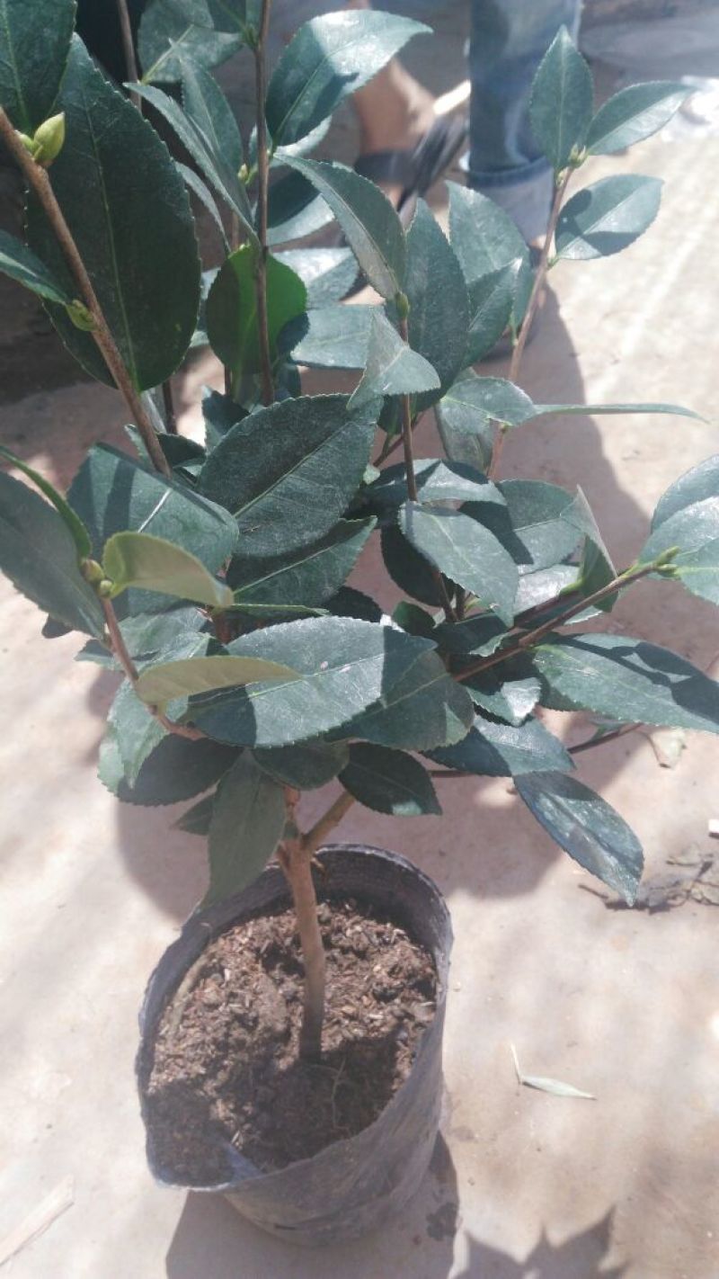 茶花30~50cm