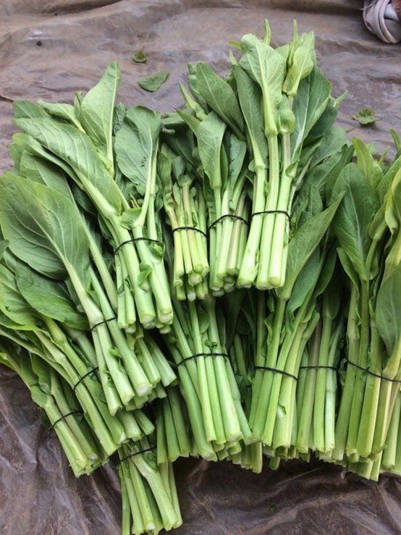 白菜苔
