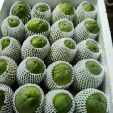 木瓜