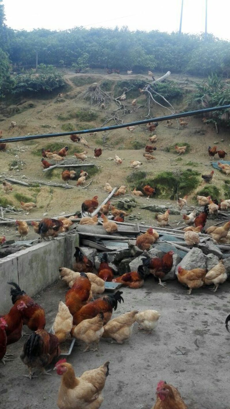 走地鸡散养土鸡，散养土鸡蛋4~5斤