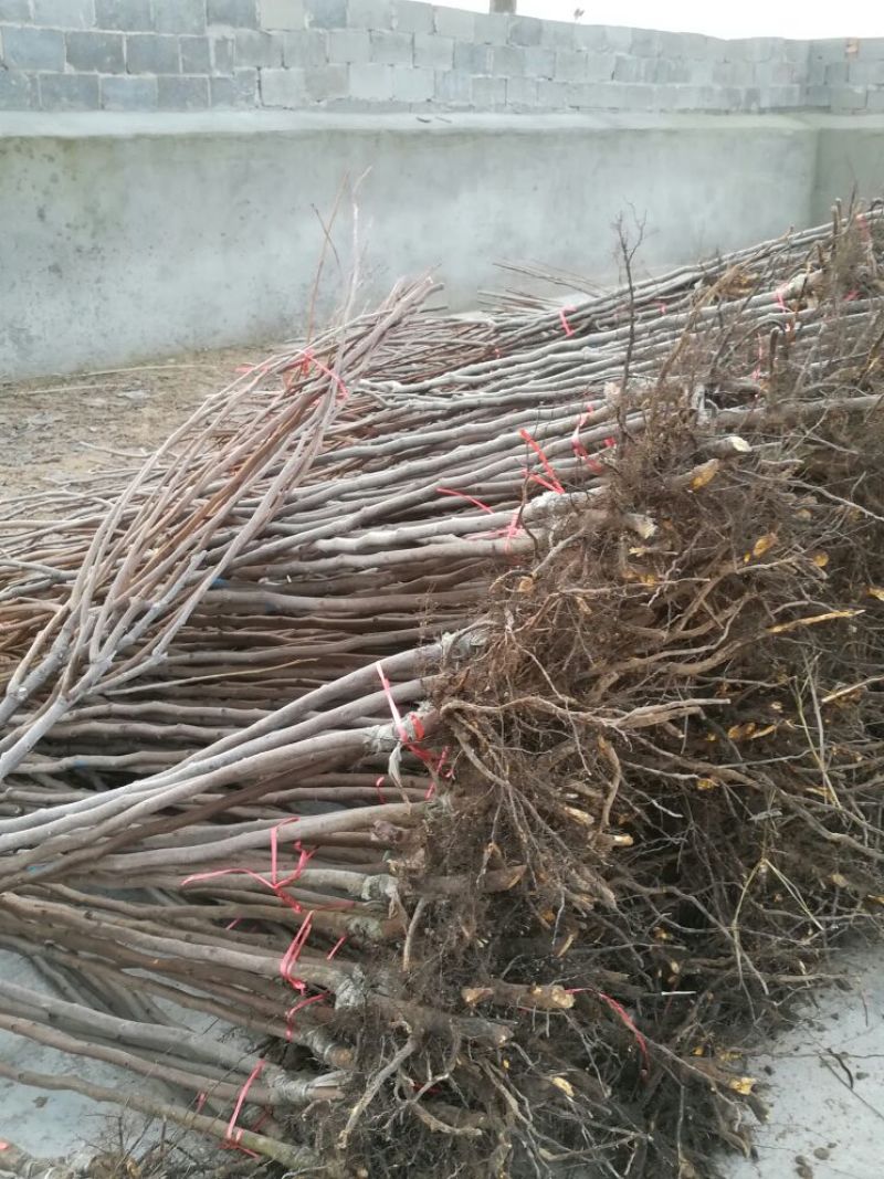 柿子树苗100~150cm