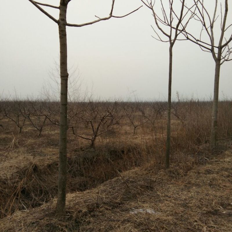 桃树6~8cm0.5~1米，可占地使用