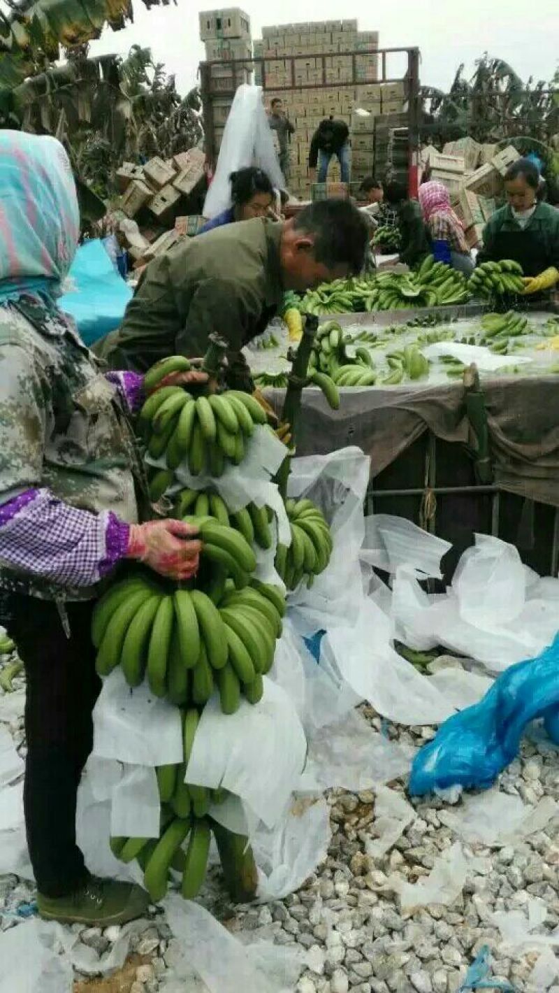 威廉斯香蕉七成熟