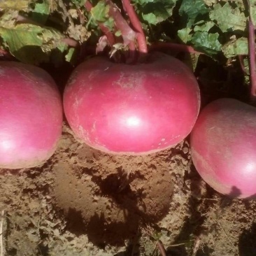 大红萝卜1~1.5斤起