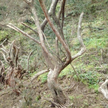 映山红树桩5~10cm