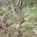 映山红树桩5~10cm