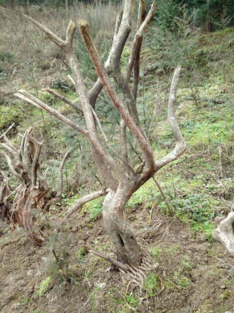 映山红树桩5~10cm