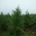 雪松20cm以上