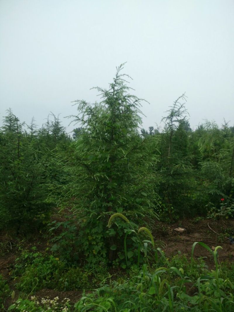 雪松20cm以上