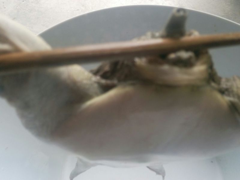 生态甲鱼2~2.5斤