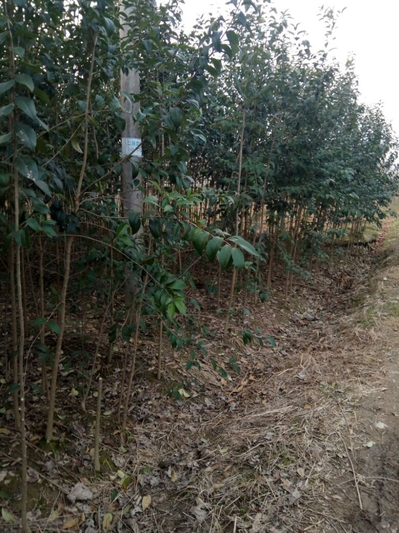 大叶女贞4cm以下