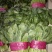 大叶菠菜25~30厘米