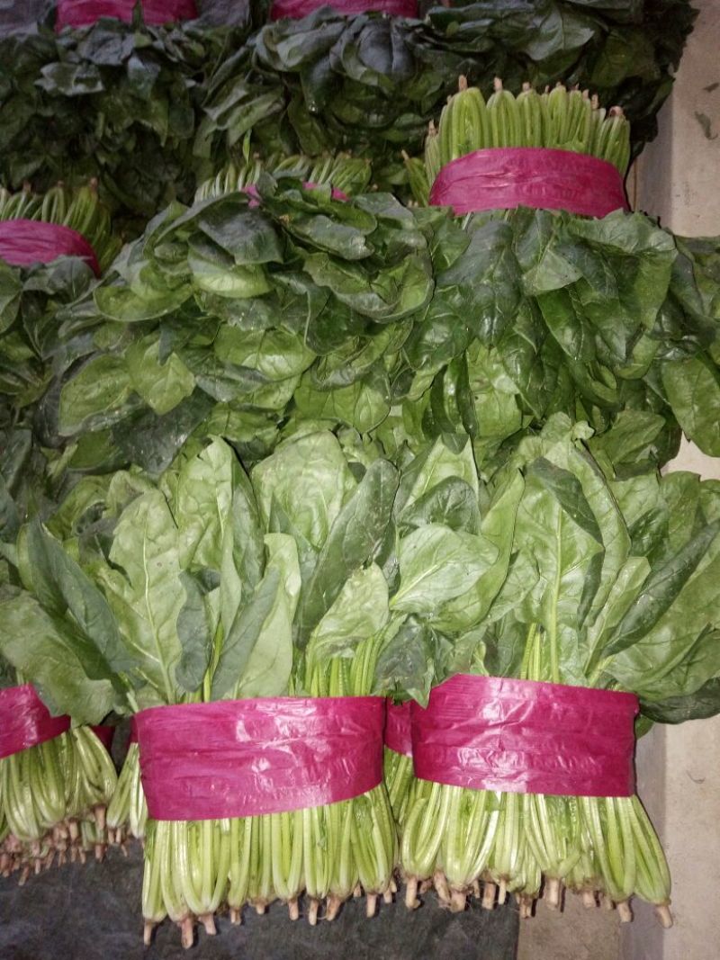 大叶菠菜25~30厘米