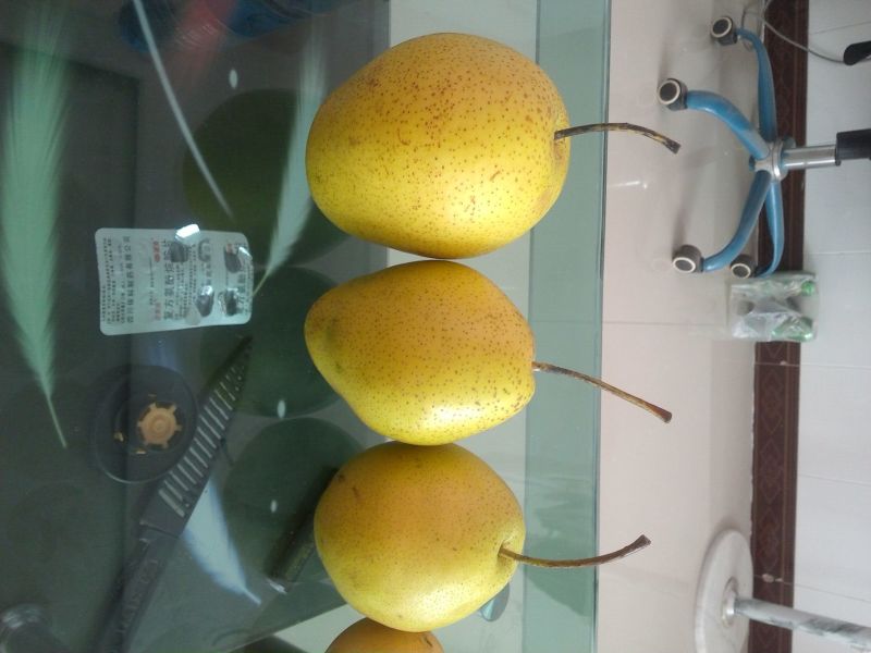 雪花梨山地梨成熟早，甜度高。百万斤供货量停止供货